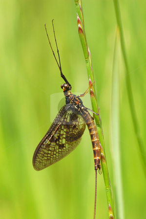 To use this stock image in your creative project, please select the size you need over to the right and click the "Add to Cart" button.
Your downloaded image will come with the Cutcaster watermark removed so don’t worry about the watermark you see on this page. Mayfly stock photo, Scary looking yet harmless mayfly on vegetation by Steve Mann