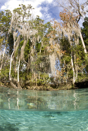 To use this stock image in your creative project, please select the size you need over to the right and click the "Add to Cart" button.
Your downloaded image will come with the Cutcaster watermark removed so don’t worry about the watermark you see on this page. Crystal River Scenic stock photo, Over under scenic of the crystal clear water in Crystal Springs Florida by A Cotton Photo