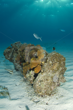 To use this stock image in your creative project, please select the size you need over to the right and click the "Add to Cart" button.
Your downloaded image will come with the Cutcaster watermark removed so don’t worry about the watermark you see on this page. Bahamas Encrusted Wreckage stock photo, Sun beams shine down from the surface of the ocean onto a coral encrusted piece of wreckage on the ocean floor by A Cotton Photo