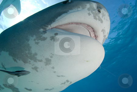 To use this stock image in your creative project, please select the size you need over to the right and click the "Add to Cart" button.
Your downloaded image will come with the Cutcaster watermark removed so don’t worry about the watermark you see on this page. Tiger Shark Close Up with Mouth Open stock photo, Tiger Shark swims by at Tiger Beach in the Bahamas. by A Cotton Photo