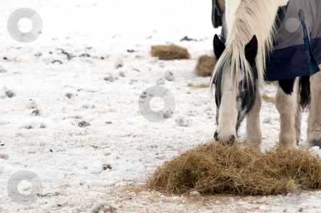 To use this stock image in your creative project, please select the size you need over to the right and click the "Add to Cart" button.
Your downloaded image will come with the Cutcaster watermark removed so don’t worry about the watermark you see on this page. Horse feeding stock photo, Horse feeding on hay in a snow covered paddock by Steve Mann