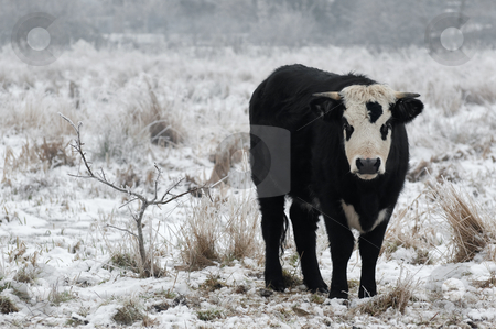 To use this stock image in your creative project, please select the size you need over to the right and click the "Add to Cart" button.
Your downloaded image will come with the Cutcaster watermark removed so don’t worry about the watermark you see on this page. Winter bull stock photo, Young bull in a snow covered field by Steve Mann