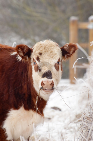 To use this stock image in your creative project, please select the size you need over to the right and click the "Add to Cart" button.
Your downloaded image will come with the Cutcaster watermark removed so don’t worry about the watermark you see on this page. Female cow stock photo, Young female cow in a wintry field by Steve Mann