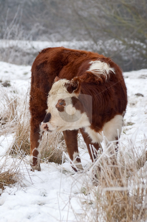 To use this stock image in your creative project, please select the size you need over to the right and click the "Add to Cart" button.
Your downloaded image will come with the Cutcaster watermark removed so don’t worry about the watermark you see on this page. Female cow stock photo, Young female cow in a wintry field by Steve Mann