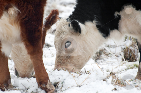 To use this stock image in your creative project, please select the size you need over to the right and click the "Add to Cart" button.
Your downloaded image will come with the Cutcaster watermark removed so don’t worry about the watermark you see on this page. Cattle grazing stock photo, Cattle grazing in a snow covered field by Steve Mann