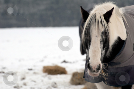 To use this stock image in your creative project, please select the size you need over to the right and click the "Add to Cart" button.
Your downloaded image will come with the Cutcaster watermark removed so don’t worry about the watermark you see on this page. Winter horse stock photo, Horse eating hay in a snow covered field by Steve Mann