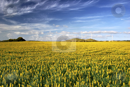 To use this stock image in your creative project, please select the size you need over to the right and click the "Add to Cart" button.
Your downloaded image will come with the Cutcaster watermark removed so don’t worry about the watermark you see on this page. Yellow field with flowers stock photo, Yellow flowery landscape with a great ble cloudy sky by ikostudio