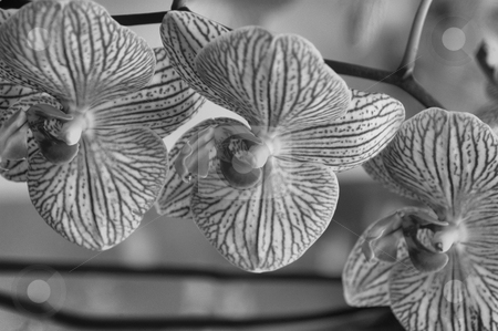 To use this stock image in your creative project, please select the size you need over to the right and click the "Add to Cart" button.
Your downloaded image will come with the Cutcaster watermark removed so don’t worry about the watermark you see on this page. Orchid blooms stock photo, A closeup view of a white and purple striped orchids in bloom by Tim Markley
