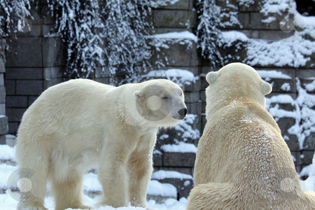 To use this stock image in your creative project, please select the size you need over to the right and click the "Add to Cart" button.
Your downloaded image will come with the Cutcaster watermark removed so don’t worry about the watermark you see on this page. Polar bear stock photo, Polar bear by Claudia Otte