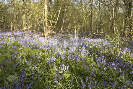 To use this stock image in your creative project, please select the size you need over to the right and click the "Add to Cart" button.
Your downloaded image will come with the Cutcaster watermark removed so don’t worry about the watermark you see on this page. Bluebells stock photo, A view of Bluebells in spring in the UK by Mark Bond
