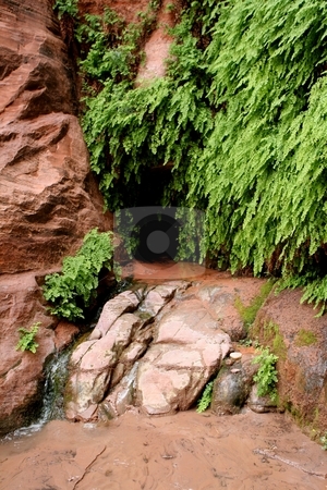 To use this stock image in your creative project, please select the size you need over to the right and click the "Add to Cart" button.
Your downloaded image will come with the Cutcaster watermark removed so don’t worry about the watermark you see on this page. Vegetation at desert spring stock photo, Plant life grows around a spring in the desert by Greg Peterson