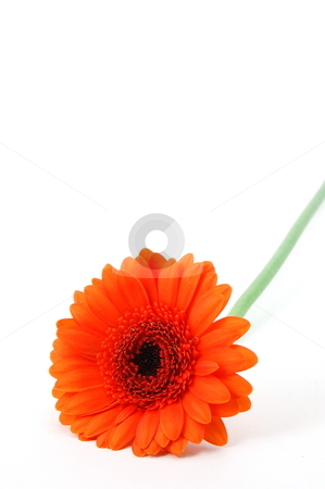 To use this stock image in your creative project, please select the size you need over to the right and click the "Add to Cart" button.
Your downloaded image will come with the Cutcaster watermark removed so don’t worry about the watermark you see on this page. Isolated flower on white stock photo, Gerbera daisy flower isolated on white background by Gunnar Pippel