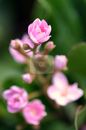To use this stock image in your creative project, please select the size you need over to the right and click the "Add to Cart" button.
Your downloaded image will come with the Cutcaster watermark removed so don’t worry about the watermark you see on this page. Tiny Pink stock photo, Little tiny pink flower on a natural green background. by Henrik Lehnerer
