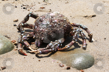To use this stock image in your creative project, please select the size you need over to the right and click the "Add to Cart" button.
Your downloaded image will come with the Cutcaster watermark removed so don’t worry about the watermark you see on this page. Crab Beach stock photo, Big old crab on the beach looks like a spider. by Henrik Lehnerer