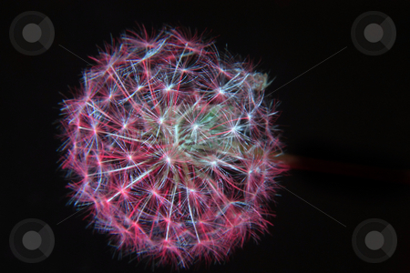 To use this stock image in your creative project, please select the size you need over to the right and click the "Add to Cart" button.
Your downloaded image will come with the Cutcaster watermark removed so don’t worry about the watermark you see on this page. Colored dandelion stock photo, A dandelion illuminated with a colored light by Rob Wright