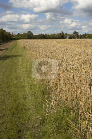 To use this stock image in your creative project, please select the size you need over to the right and click the "Add to Cart" button.
Your downloaded image will come with the Cutcaster watermark removed so don’t worry about the watermark you see on this page. Summer fields stock photo, A grass track by a field of Wheat by Mark Bond