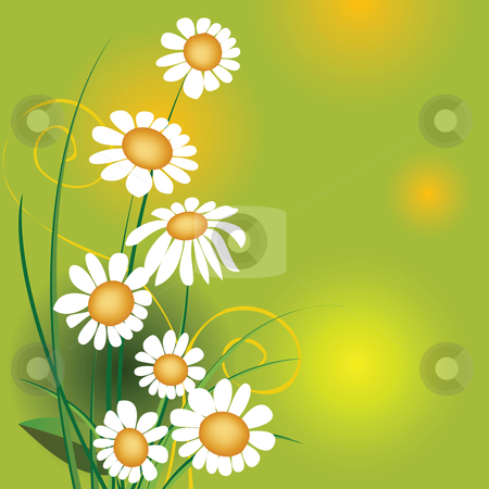 To use this stock image in your creative project, please select the size you need over to the right and click the "Add to Cart" button.
Your downloaded image will come with the Cutcaster watermark removed so don’t worry about the watermark you see on this page. Chamomiles stock vector clipart, Chamomiles by Richard Laschon