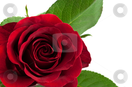To use this stock image in your creative project, please select the size you need over to the right and click the "Add to Cart" button.
Your downloaded image will come with the Cutcaster watermark removed so don’t worry about the watermark you see on this page. Romantic red rose stock photo, Close up of an open red rose in the lower left portion of the image with green leaves and white background. by Samantha Craddock