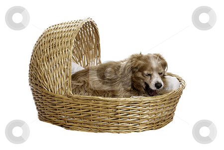 To use this stock image in your creative project, please select the size you need over to the right and click the "Add to Cart" button.
Your downloaded image will come with the Cutcaster watermark removed so don’t worry about the watermark you see on this page. Yawning Cockapoo stock photo, A tired cockapoo is yawning while lying in a bassinet, isolated against a white background by Richard Nelson