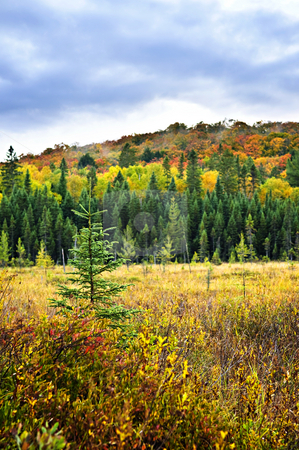To use this stock image in your creative project, please select the size you need over to the right and click the "Add to Cart" button.
Your downloaded image will come with the Cutcaster watermark removed so don’t worry about the watermark you see on this page. Fall forest stock photo, Fall forest with colorful trees and new saplings by Elena Elisseeva