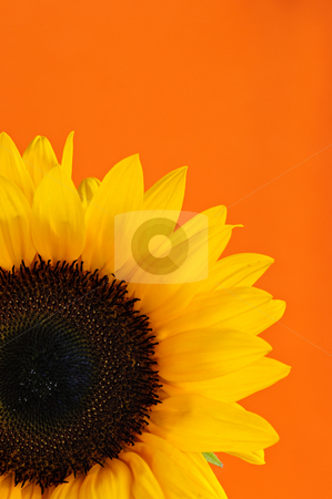 To use this stock image in your creative project, please select the size you need over to the right and click the "Add to Cart" button.
Your downloaded image will come with the Cutcaster watermark removed so don’t worry about the watermark you see on this page. Sunflower closeup stock photo, Close up of sunflower flower on orange background by Elena Elisseeva
