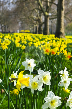 To use this stock image in your creative project, please select the size you need over to the right and click the "Add to Cart" button.
Your downloaded image will come with the Cutcaster watermark removed so don’t worry about the watermark you see on this page. Daffodils in St. James's Park stock photo, Blooming daffodils in St James's Park in London by Elena Elisseeva