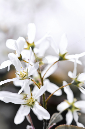 To use this stock image in your creative project, please select the size you need over to the right and click the "Add to Cart" button.
Your downloaded image will come with the Cutcaster watermark removed so don’t worry about the watermark you see on this page. Gentle white spring flowers stock photo, Gentle white spring flowers of the serviceberry shrub by Elena Elisseeva