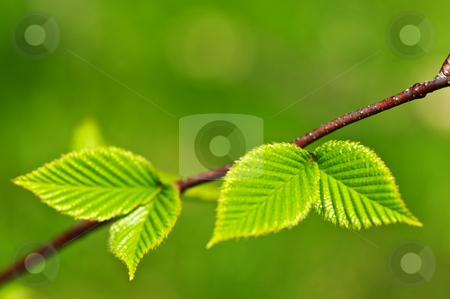 To use this stock image in your creative project, please select the size you need over to the right and click the "Add to Cart" button.
Your downloaded image will come with the Cutcaster watermark removed so don’t worry about the watermark you see on this page. Green spring leaves stock photo, Green spring leaves budding new life in clean environment by Elena Elisseeva
