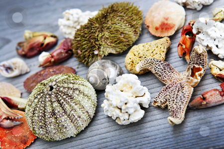 To use this stock image in your creative project, please select the size you need over to the right and click the "Add to Cart" button.
Your downloaded image will come with the Cutcaster watermark removed so don’t worry about the watermark you see on this page. Sea treasures stock photo, Different types of marine life from Atlantic ocean in Newfoundland, Canada by Elena Elisseeva