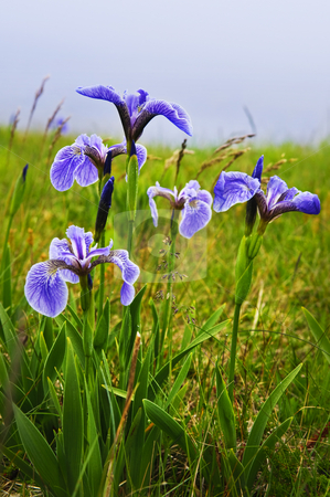 To use this stock image in your creative project, please select the size you need over to the right and click the "Add to Cart" button.
Your downloaded image will come with the Cutcaster watermark removed so don’t worry about the watermark you see on this page. Blue flag iris flowers stock photo, Blue flag iris wild flowers in Newfoundland Canada by Elena Elisseeva
