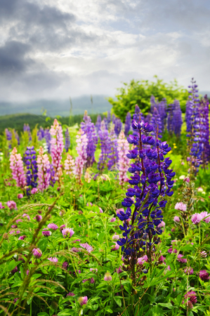 To use this stock image in your creative project, please select the size you need over to the right and click the "Add to Cart" button.
Your downloaded image will come with the Cutcaster watermark removed so don’t worry about the watermark you see on this page. Purple and pink garden lupin flowers stock photo, Purple and pink garden lupin wild flowers in Newfoundland by Elena Elisseeva