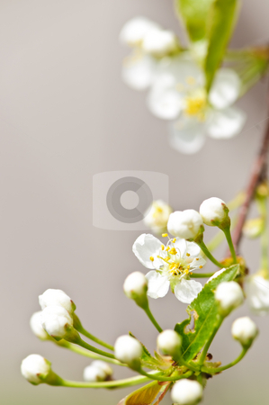 To use this stock image in your creative project, please select the size you need over to the right and click the "Add to Cart" button.
Your downloaded image will come with the Cutcaster watermark removed so don’t worry about the watermark you see on this page. Gentle white spring flowers stock photo, Gentle white spring cherry flower buds and blossoms by Elena Elisseeva
