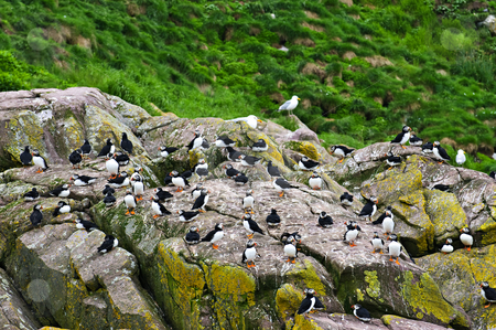 To use this stock image in your creative project, please select the size you need over to the right and click the "Add to Cart" button.
Your downloaded image will come with the Cutcaster watermark removed so don’t worry about the watermark you see on this page. Puffins on rocks in Newfoundland stock photo, Puffin birds on rocky island in Newfoundland, Canada by Elena Elisseeva