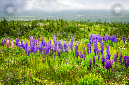 To use this stock image in your creative project, please select the size you need over to the right and click the "Add to Cart" button.
Your downloaded image will come with the Cutcaster watermark removed so don’t worry about the watermark you see on this page. Purple and pink garden lupin flowers stock photo, Purple and pink garden lupin wild flowers in Newfoundland by Elena Elisseeva