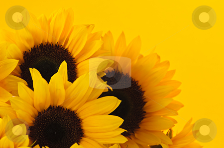 To use this stock image in your creative project, please select the size you need over to the right and click the "Add to Cart" button.
Your downloaded image will come with the Cutcaster watermark removed so don’t worry about the watermark you see on this page. Sunflowers stock photo, Bouquet of sunflower flowers on yellow background by Elena Elisseeva