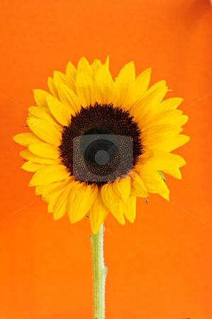 To use this stock image in your creative project, please select the size you need over to the right and click the "Add to Cart" button.
Your downloaded image will come with the Cutcaster watermark removed so don’t worry about the watermark you see on this page. Sunflower closeup stock photo, Close up of sunflower flower on orange background by Elena Elisseeva