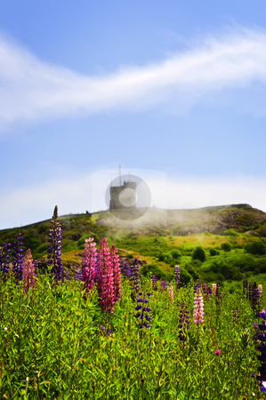 To use this stock image in your creative project, please select the size you need over to the right and click the "Add to Cart" button.
Your downloaded image will come with the Cutcaster watermark removed so don’t worry about the watermark you see on this page. Garden lupin flowers at Signal Hill stock photo, Garden lupin wildflowers near Signal Hill in Saint John's, Newfoundland by Elena Elisseeva