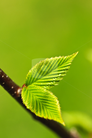 To use this stock image in your creative project, please select the size you need over to the right and click the "Add to Cart" button.
Your downloaded image will come with the Cutcaster watermark removed so don’t worry about the watermark you see on this page. Green spring leaves stock photo, Green spring leaves budding new life in clean environment by Elena Elisseeva