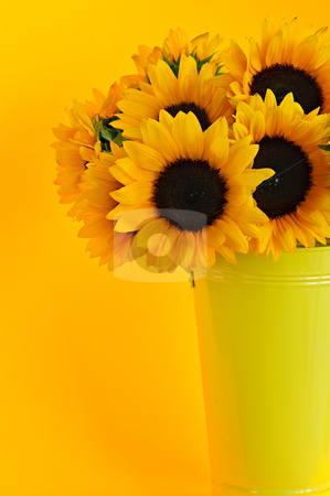 To use this stock image in your creative project, please select the size you need over to the right and click the "Add to Cart" button.
Your downloaded image will come with the Cutcaster watermark removed so don’t worry about the watermark you see on this page. Sunflowers in vase stock photo, Bouquet of sunflowers in yellow metal vase by Elena Elisseeva