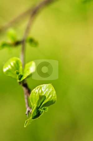 To use this stock image in your creative project, please select the size you need over to the right and click the "Add to Cart" button.
Your downloaded image will come with the Cutcaster watermark removed so don’t worry about the watermark you see on this page. Green spring leaves stock photo, Green spring leaves budding new life in clean environment by Elena Elisseeva