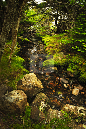 To use this stock image in your creative project, please select the size you need over to the right and click the "Add to Cart" button.
Your downloaded image will come with the Cutcaster watermark removed so don’t worry about the watermark you see on this page. Forest creek stock photo, Small stream among fresh green summer forest in Newfoundland by Elena Elisseeva