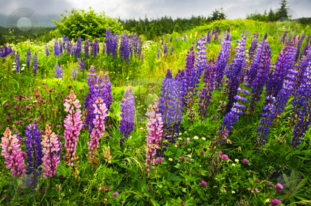 To use this stock image in your creative project, please select the size you need over to the right and click the "Add to Cart" button.
Your downloaded image will come with the Cutcaster watermark removed so don’t worry about the watermark you see on this page. Newfoundland landscape with lupin flowers stock photo, Newfoundland wilderness landscape with purple lupin flowers by Elena Elisseeva