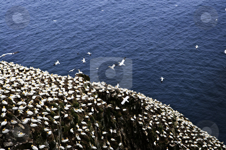 To use this stock image in your creative project, please select the size you need over to the right and click the "Add to Cart" button.
Your downloaded image will come with the Cutcaster watermark removed so don’t worry about the watermark you see on this page. Gannets at Cape St. Mary's Ecological Bird Sanctuary stock photo, Northern gannets at Cape St. Mary's Ecological Bird Sanctuary in Newfoundland by Elena Elisseeva
