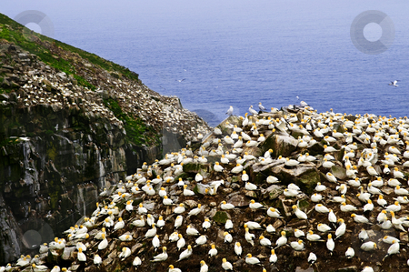 To use this stock image in your creative project, please select the size you need over to the right and click the "Add to Cart" button.
Your downloaded image will come with the Cutcaster watermark removed so don’t worry about the watermark you see on this page. Gannets at Cape St. Mary's Ecological Bird Sanctuary stock photo, Northern gannets at Cape St. Mary's Ecological Bird Sanctuary in Newfoundland by Elena Elisseeva