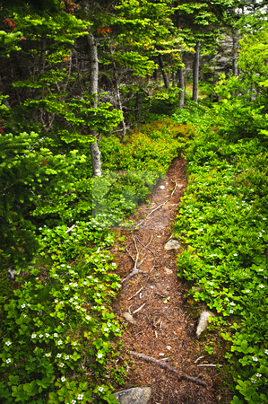 To use this stock image in your creative project, please select the size you need over to the right and click the "Add to Cart" button.
Your downloaded image will come with the Cutcaster watermark removed so don’t worry about the watermark you see on this page. Forest path stock photo, Hiking trail in a sunlit forest in Newfoundland by Elena Elisseeva