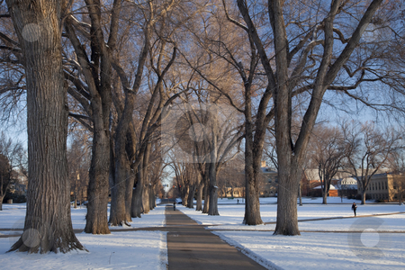To use this stock image in your creative project, please select the size you need over to the right and click the "Add to Cart" button.
Your downloaded image will come with the Cutcaster watermark removed so don’t worry about the watermark you see on this page. Alley of old elm trees at university campus stock photo, Alley of old elm trees - historical Oval at Colorado State University campus, Fort Collins, winter morning by Marek Uliasz
