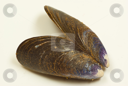 To use this stock image in your creative project, please select the size you need over to the right and click the "Add to Cart" button.
Your downloaded image will come with the Cutcaster watermark removed so don’t worry about the watermark you see on this page. Muschelschale stock photo, by Wolfgang Heidasch