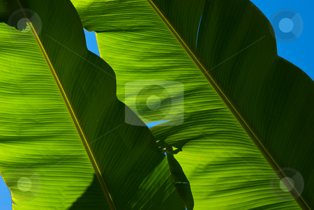 To use this stock image in your creative project, please select the size you need over to the right and click the "Add to Cart" button.
Your downloaded image will come with the Cutcaster watermark removed so don’t worry about the watermark you see on this page. Bananenbl?tter - Banana leafs stock photo, Die Bananen (Musa) sind eine Pflanzengattung in der Familie der Bananengew?chse (Musaceae). - Banana is the common name for herbaceous plants of the genus Musa and for the fruit they produce. by Wolfgang Heidasch