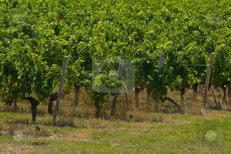 To use this stock image in your creative project, please select the size you need over to the right and click the "Add to Cart" button.
Your downloaded image will come with the Cutcaster watermark removed so don’t worry about the watermark you see on this page. Weinst?cke im Medoc stock photo, Als M?doc wird die dreiecksf?rmige Halbinsel im S?dwesten Frankreichs bezeichnet, die zwischen der Atlantikk?ste (C?te d by Wolfgang Heidasch