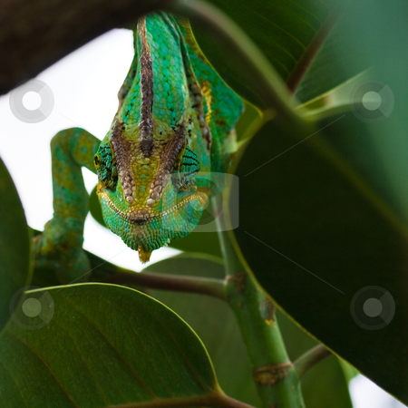 To use this stock image in your creative project, please select the size you need over to the right and click the "Add to Cart" button.
Your downloaded image will come with the Cutcaster watermark removed so don’t worry about the watermark you see on this page. Jemen chameleon - square cropped image stock photo, Green Jemenchameleon climbing through branches - square image by Colette Planken-Kooij